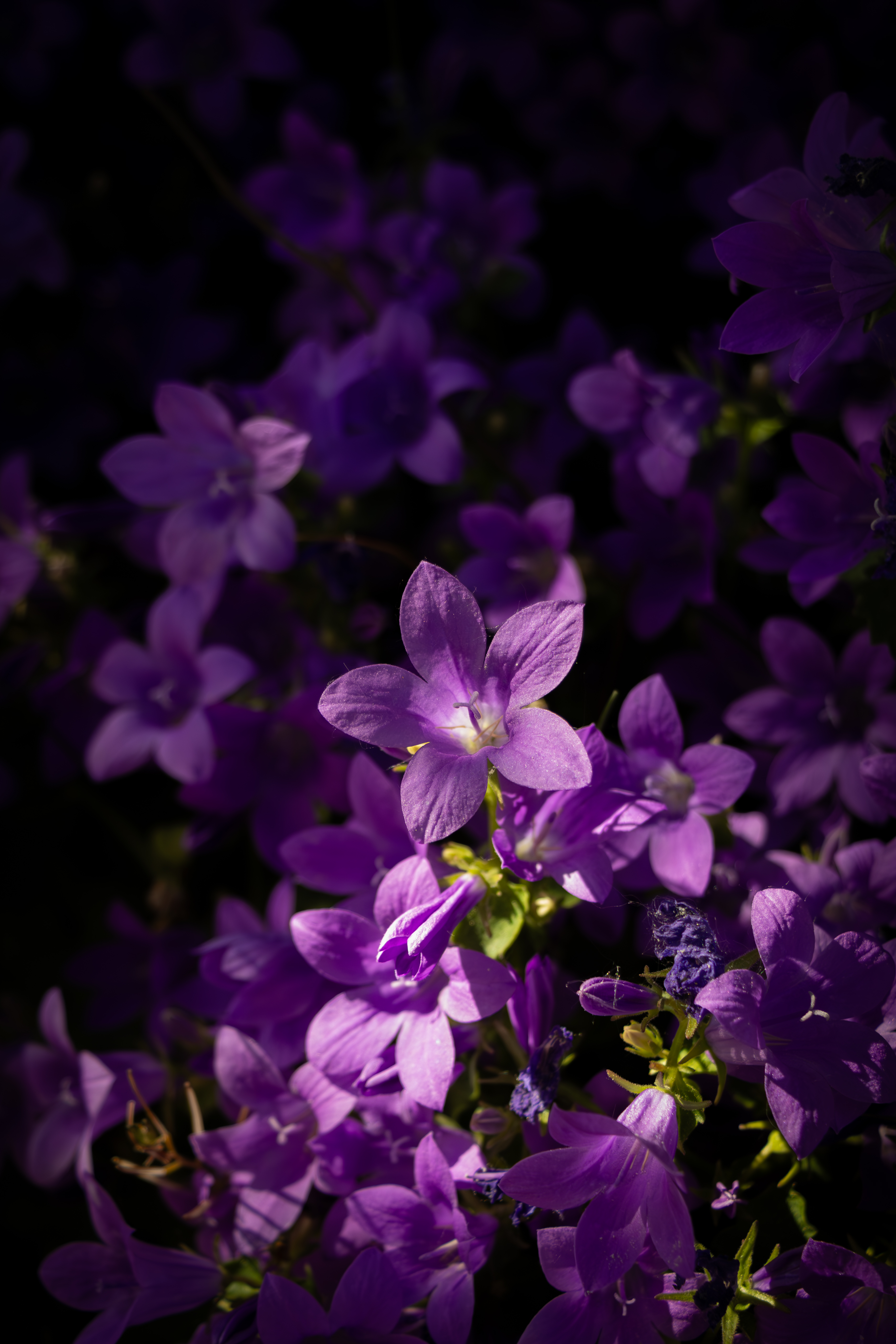Campanule des murailles